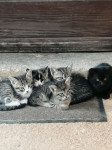 Mali mačići traže dom