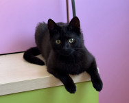Mlada crna mačka traži dom