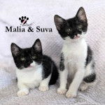 MALIA & SUVA