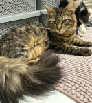 MARRY LOU traži DOM