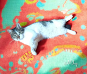 MILEY (Masni brkovi)