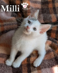 MILLI, YUKI, CHOKIS
