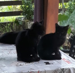 Poklanjam preslatke umiljate mačiće