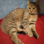 Predivan tigrić, kastriran i cijepljen