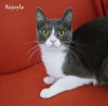 REJOYLA (Masni brkovi)