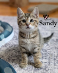 SANDY, TABBY & HONEY