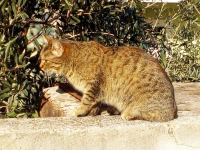 Smeđa ženska mačka iz Splita traži dom