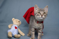 SNJEGULJICA - Hrabre njuške