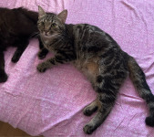 TEDDY BEAR traži DOM