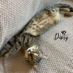 TELETABISI TRAŽE DOM