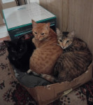 Udomljuju se Žutić Mutić i Crnčić