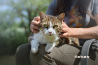 WALMSLEY (Masni brkovi)