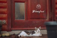 Winniefred - traži dom