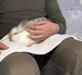 Patuljasti lavljogrivi kunić Kreker traži dom!