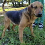 Od 2023. tuguje u azilu- TREF TREBA DOM