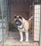Američka akita, Uzg. ROWTAG, vrhunski mladi mužjak, PRILIKA