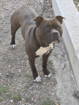 americki stafford terrier poklanjam