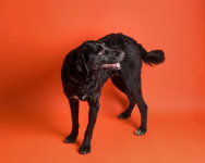 ANNY, predivna crna srnica.