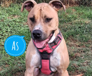 AS TRAŽI DOM- nekada je živio na metar lanca vezanim za oluk:(