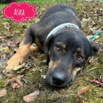 ASKA TRAŽI DOM- spasi i udomi tužnog  psa iz azila