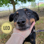 LEO TRAŽI DOM- od kuće do azila- SPASI i UDOMI