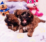 Bichon havanese Poklanjam