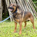 BOLF TRAŽI DOM, udomi nježnog peseka