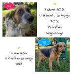 Budi njihov dom i spas- od 2023./2024. žive u azilu