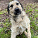 Dobri pas iz azila treba dom-OLLIE