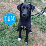 DUN TRAŽI DOM- udomi najboljeg prijatelja