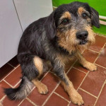 GEO TRAŽI DOM- spasi i udomi psa iz azila