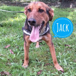 JACK TRAŽI DOM- od 2024. u azilu- UDOMI