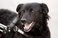 Ksenija - Udomi me, živim u Azilu!