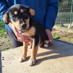 LADY traži dobre i nježne ruke - udruga Šapica