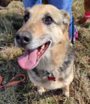 I starčićima treba ljubav i dom - LINA