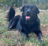 LOTTA, ljepotica koja voli mace