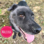 MALECKA TRAŽI DOM- spasi psa iz azila- UDOMI