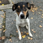 MALI TRAŽI DOM- udomi psa koji se boji biti u azilu- samo 12 kg teška