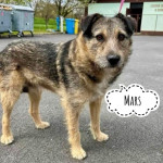 MARS TRAŽI DOM- spasi i udomi psa iz azila