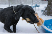 Maša,  crna ljepota