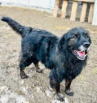 MEDO traži drugu, bolju šansu - udruga Šapica