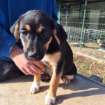 MISSY traži dom - udruga Šapica