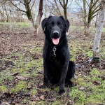 Mješanac labradora treba dom i spas iz azila-STONE