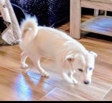 Mješanac welsh corgija i Jack Russell-a