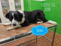 MJEŠANCI OVČARA TRAŽE DOM ( M/Ž) SPASI I UDOMI AZILSKOG PSA