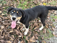 Mješanka NORA hitno traži novi dom :)