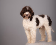 Mladi lagotto - spreman nekome uljepšati život