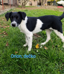 poklanjaju se psići