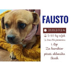 PSI DO 15 KG TRAŽE DOM- UDOMI I SPASI AZILSKOG PSA