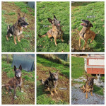 Psi koji su razminiravali Hrvatsku sada traže dom